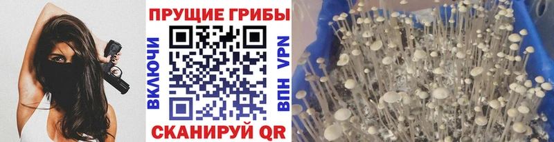 Псилоцибиновые грибы прущие грибы  даркнет сайт  Сосенский 